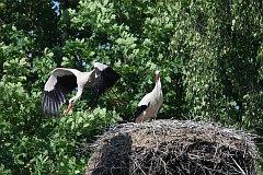 Bocian biay - (Ciconia ciconia) - White Stork