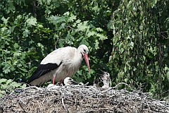 Bocian biay - (Ciconia ciconia) - White Stork