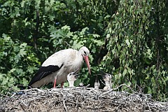 Bocian biay - (Ciconia ciconia) - White Stork