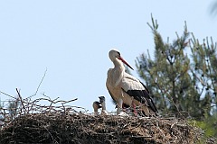 Bocian biay - (Ciconia ciconia) - White Stork