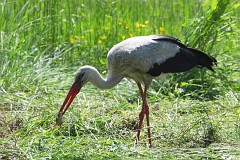 Bocian biay - (Ciconia ciconia) - White Stork