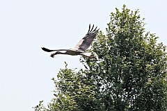 Bocian biay - (Ciconia ciconia) - White Stork