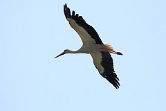 Bocian biay - (Ciconia ciconia) - White Stork