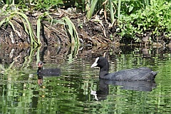 yska (zwyczajna) - (Fulica atra atra) - Eurasian Coot