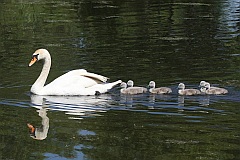 abd niemy - (Cygnus olor) - Mute Swan