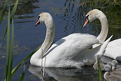 abd niemy - (Cygnus olor) - Mute Swan