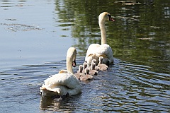 abd niemy - (Cygnus olor) - Mute Swan