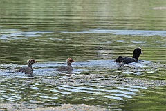 yska (zwyczajna) - (Fulica atra atra) - Eurasian Coot