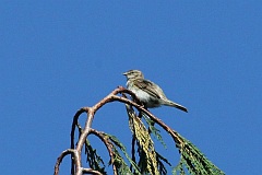 Piecuszek - (Phylloscopus trochilus acredula) - Willow Warbler