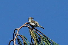 Piecuszek - (Phylloscopus trochilus acredula) - Willow Warbler