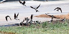 Jaskka oknwka - (Delichon urbicum syn. Delichon urbica) - Common House Martin