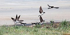 Jaskka oknwka - (Delichon urbicum syn. Delichon urbica) - Common House Martin