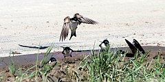 Jaskka oknwka - (Delichon urbicum syn. Delichon urbica) - Common House Martin