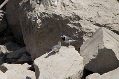 Pliszka siwa - (Motacilla alba alba) - White Wagtail