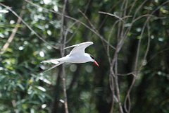 Rybitwa rzeczna (zwyczajna) - (Sterna hirundo) - Common Tern