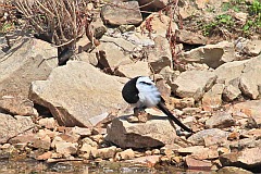 Sroka zwyczajna - (Pica pica) - Eurasian Magpie, European Magpie, or Common Magpie