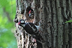 Dzicio duy - (Dendrocopos major) - Great Spotted Woodpecker