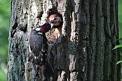 Dzicio duy - (Dendrocopos major) - Great Spotted Woodpecker