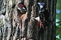 Dzicio duy - (Dendrocopos major) - Great Spotted Woodpecker