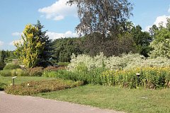 Polska Akademia Nauk - Ogrd Botaniczny w Powsinie - - - Polish Academy of Sciences - Botanical Garden in Powsin