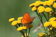 Czerwoczyk dukacik - (Lycaena virgaureae) - Scarce copper