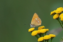 Czerwoczyk dukacik - (Lycaena virgaureae) - Scarce copper