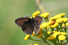 Przestrojnik jurtina - (Maniola jurtina) - Meadow Brown