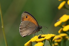 Przestrojnik jurtina - (Maniola jurtina) - Meadow Brown