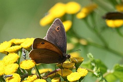 Przestrojnik jurtina - (Maniola jurtina) - Meadow Brown