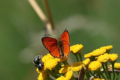 Czerwoczyk dukacik - (Lycaena virgaureae) - Scarce copper