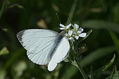 Bielinek kapustnik - (Pieris brassicae) - Large White, Cabbage Butterfly