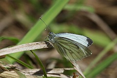 Bielinek bytomkowiec - (Pieris napi) - Green-veined White