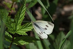 Bielinek bytomkowiec - (Pieris napi) - Green-veined White