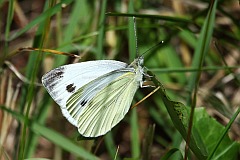 Bielinek kapustnik - (Pieris brassicae) - Large White, Cabbage Butterfly