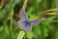 Modraszek alkon - Phengaris alcon, syn. Maculinea alcon - Alcon Blue or Alcon Large Blue