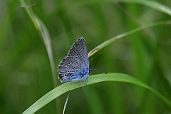 Modraszek alkon - Phengaris alcon, syn. Maculinea alcon - Alcon Blue or Alcon Large Blue