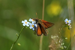 Kartek kniejnik - (Ochlodes sylvanus) - Large Skipper