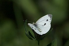 Bielinek kapustnik - (Pieris brassicae) - Large White, Cabbage Butterfly