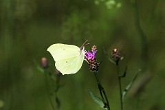 Listkowiec cytrynek - (Gonepteryx rhamni) - Common Brimstone