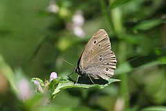 Przestrojnik trawnik - (Aphantopus hyperantus) - Ringlet