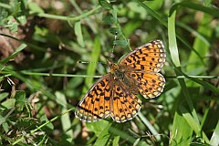 Dostojka selene - (Boloria selene) - Small Pearl-bordered Fritillary