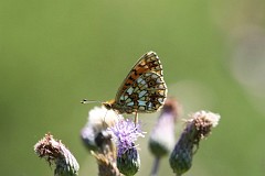 Dostojka selene - (Boloria selene) - Small Pearl-bordered Fritillary