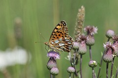 Dostojka latonia - (Issoria lathonia) - Queen of Spain Fritillary