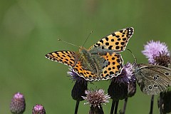 Dostojka latonia - (Issoria lathonia) - Queen of Spain Fritillary