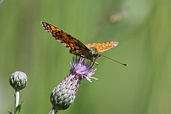 Dostojka selene - (Boloria selene) - Small Pearl-bordered Fritillary