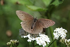 Przestrojnik trawnik - (Aphantopus hyperantus) - Ringlet