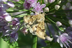 - - (Heliothis maritima) - Shoulder-striped Clover