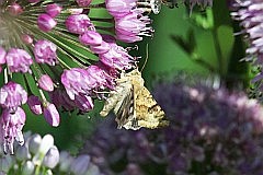 - - (Heliothis maritima) - Shoulder-striped Clover