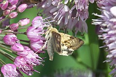 - - (Heliothis maritima) - Shoulder-striped Clover