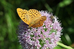 Dostojka malinowiec - (Argynnis paphia) - Silver-washed Fritillary